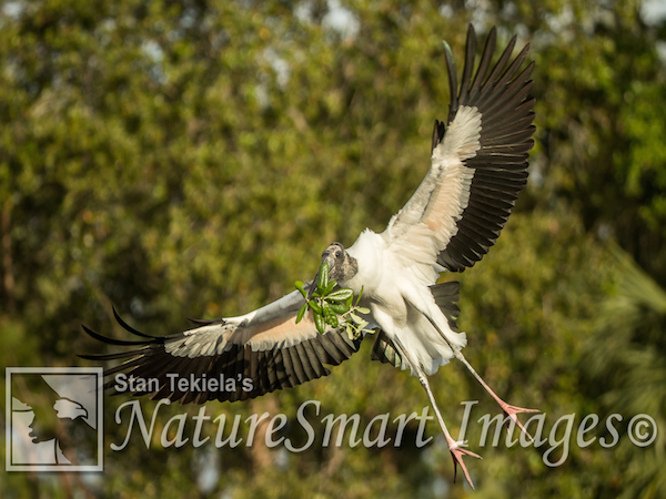 wood stork