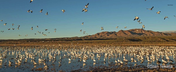 Bird migration