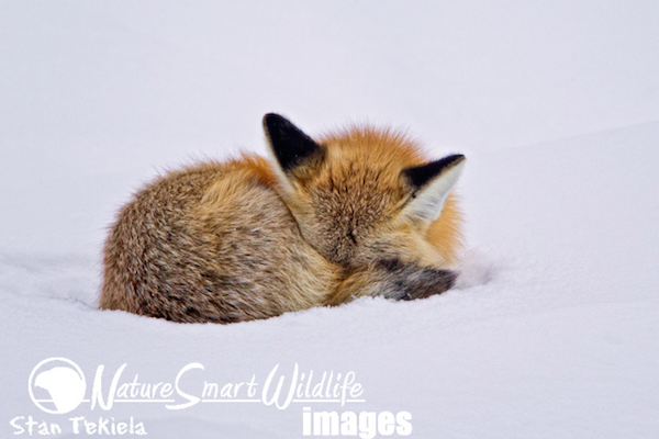 Red Fox sleeping
