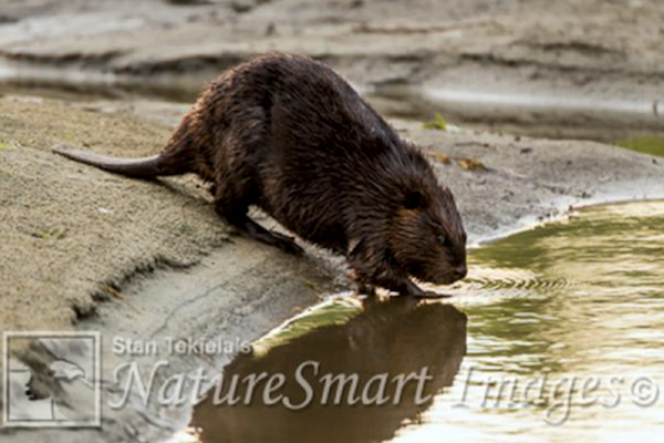 North American Beaver