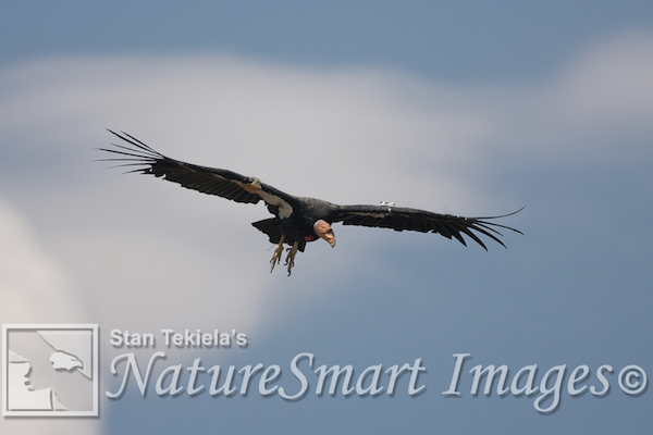 California Condor