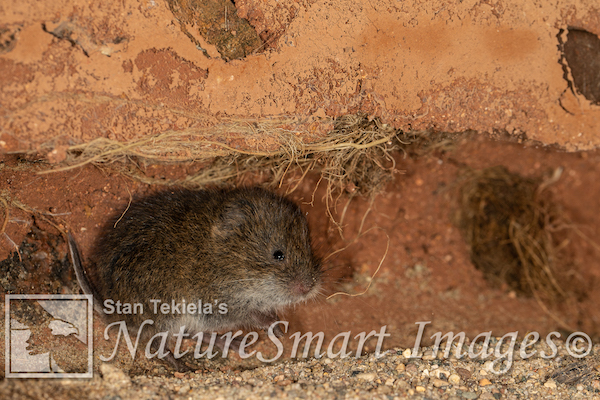 Meadow Vole