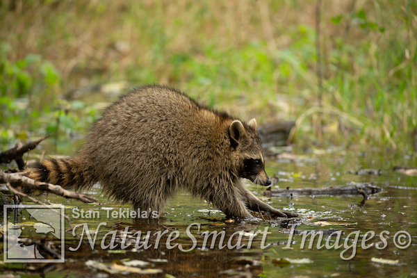 Raccoons