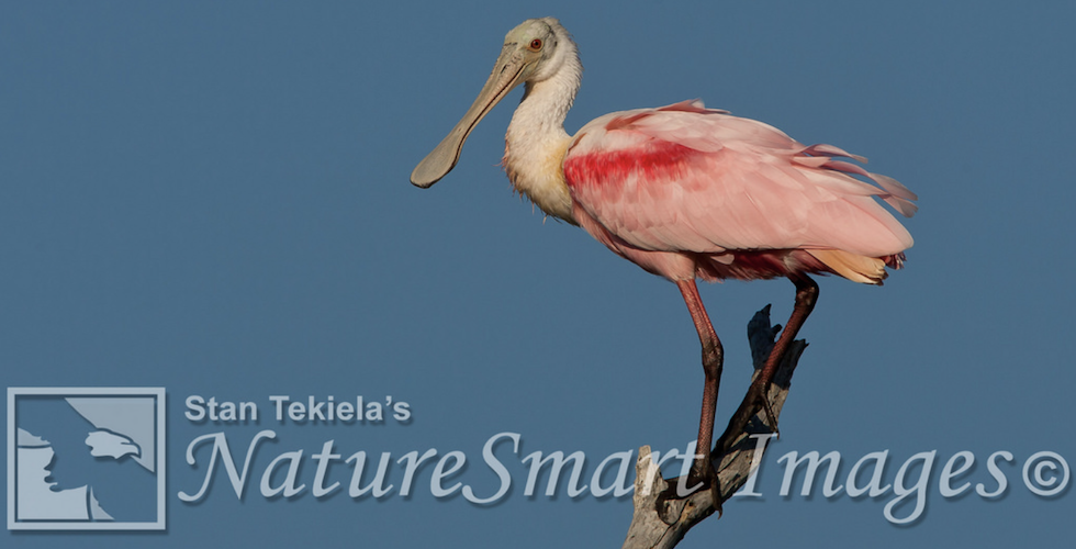 Birds of Florida: Spoonbill