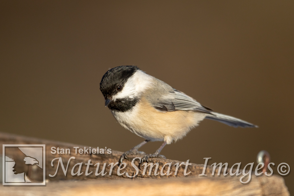 Black-capped Chickadee