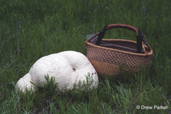 puffball