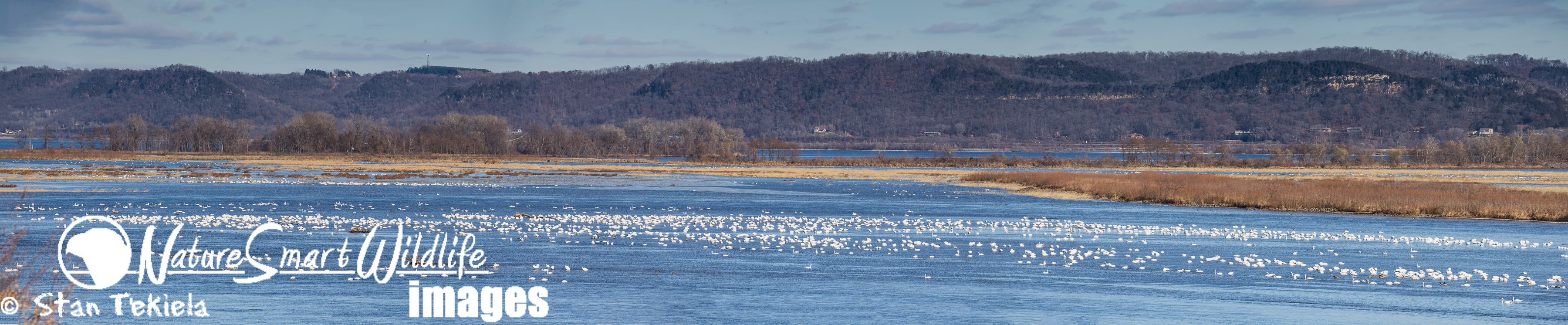 Tundra Swans