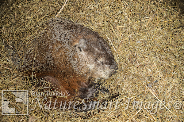 Woodchuck hibernating taken under controlled conditions in Minnesota