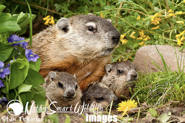 Woodchucks