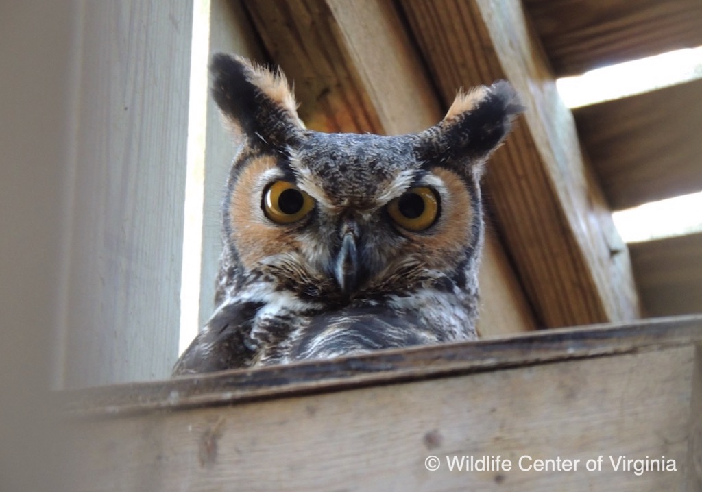 Greta the Great Horned Owl