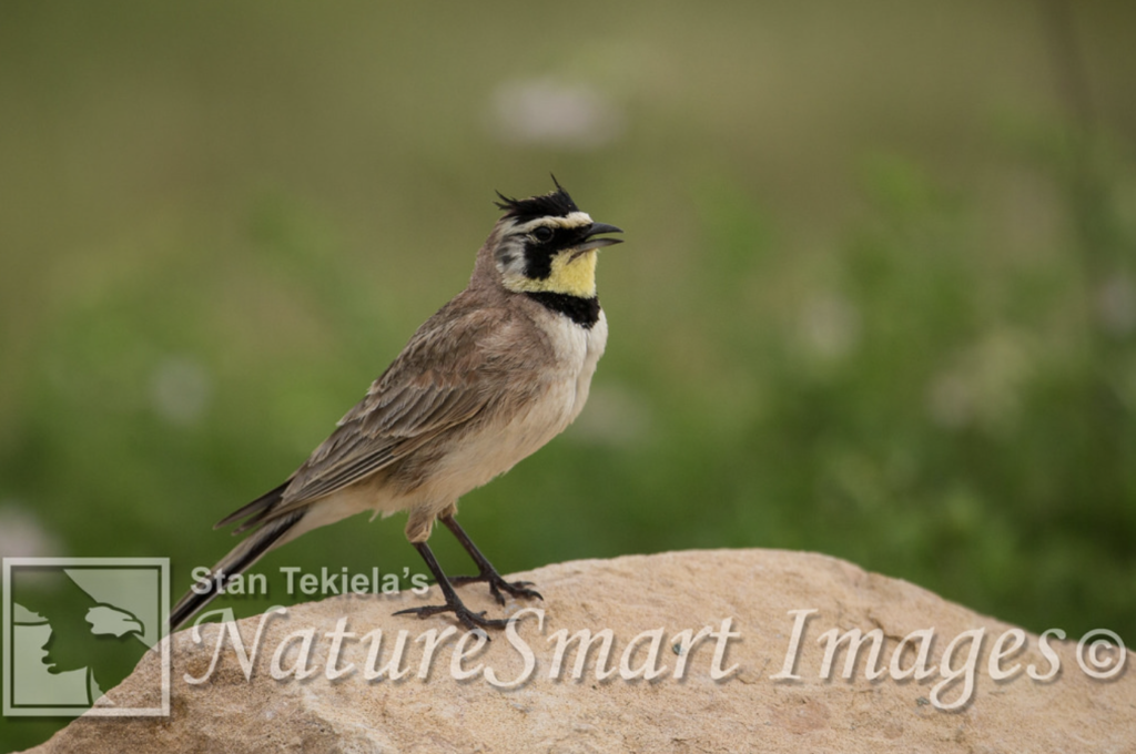 Bird nests 