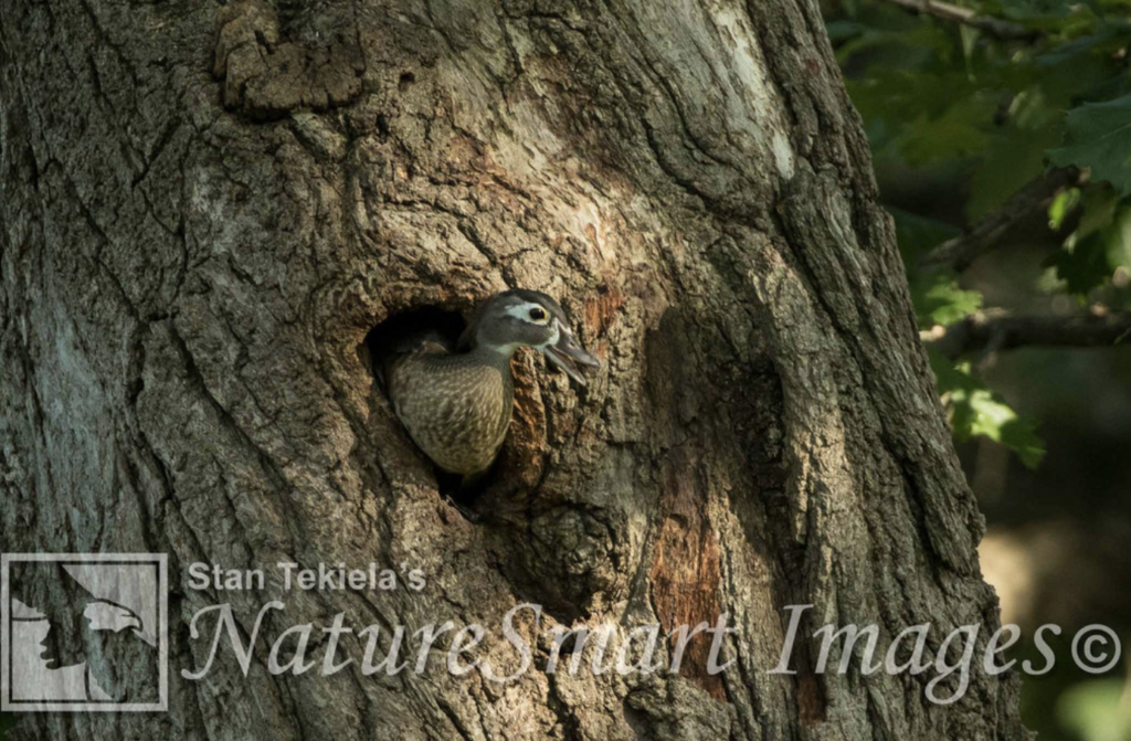 cavity bird nests