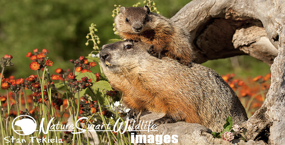 Woodchuck mom and baby