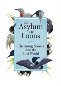 An Asylum of loons