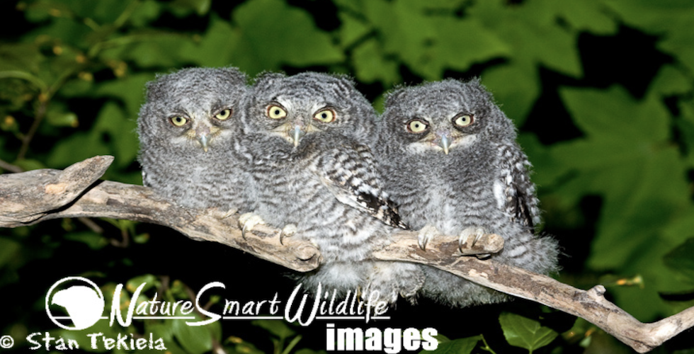 Screech-owls