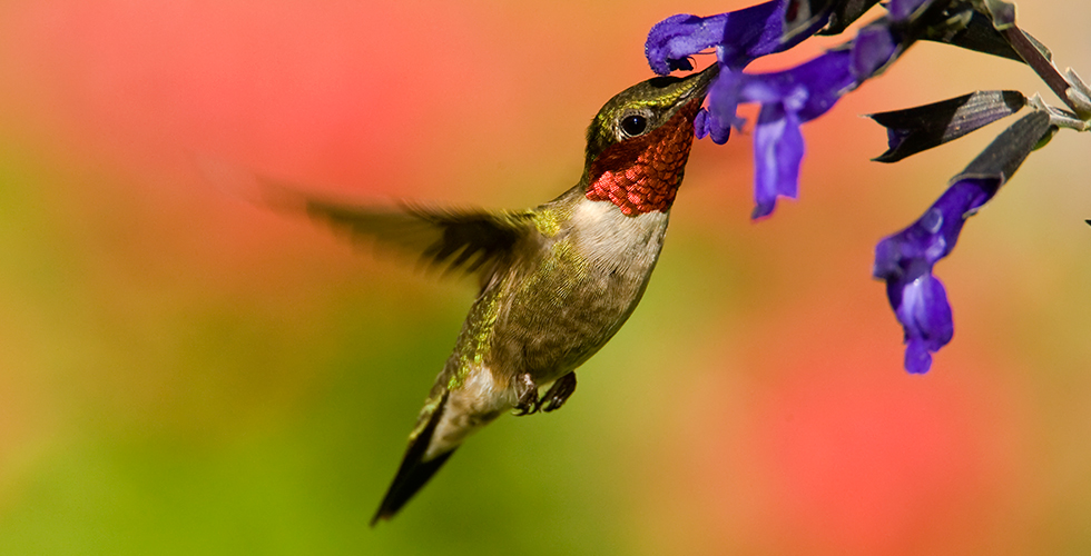 Wild about Wisconsin Birds