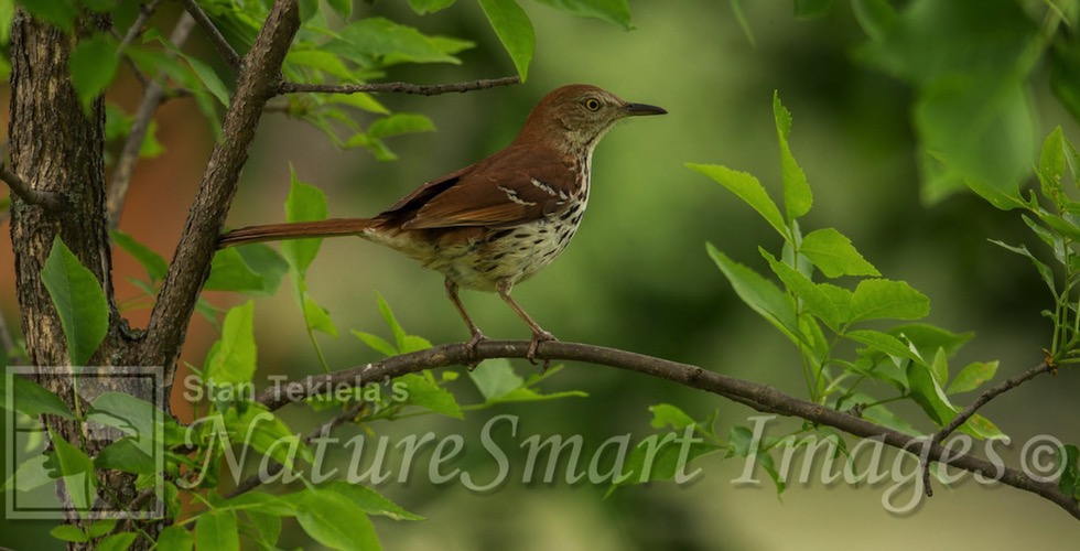 Birds of Michigan