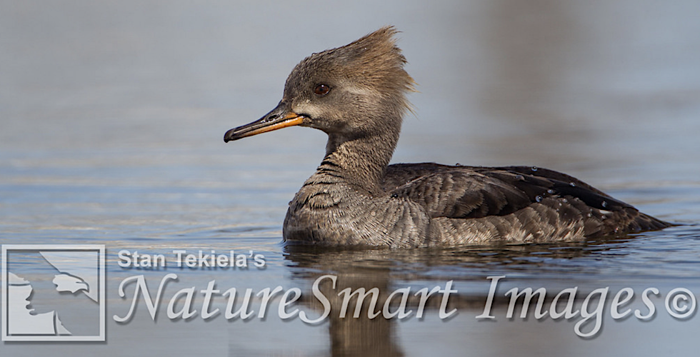 Hooded Meraner