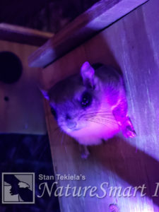 Flying Squirrels Shine Pink