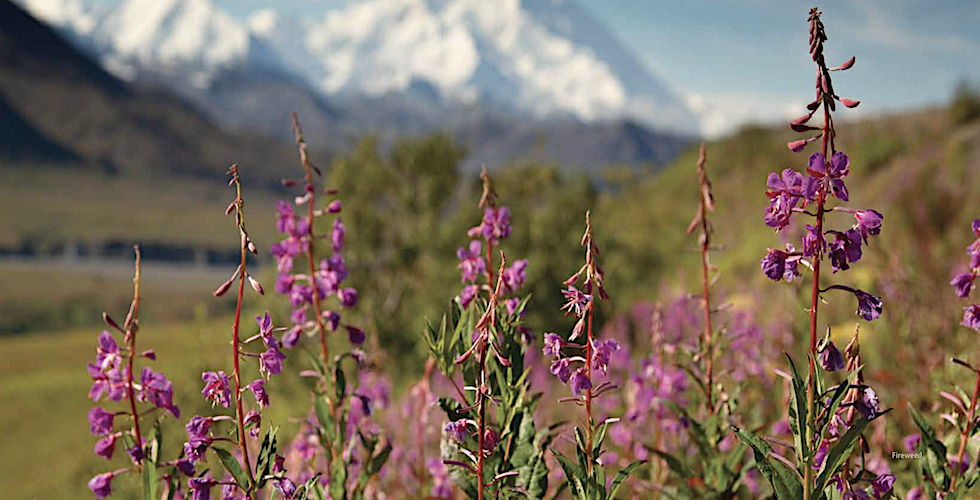 Wildflower banner