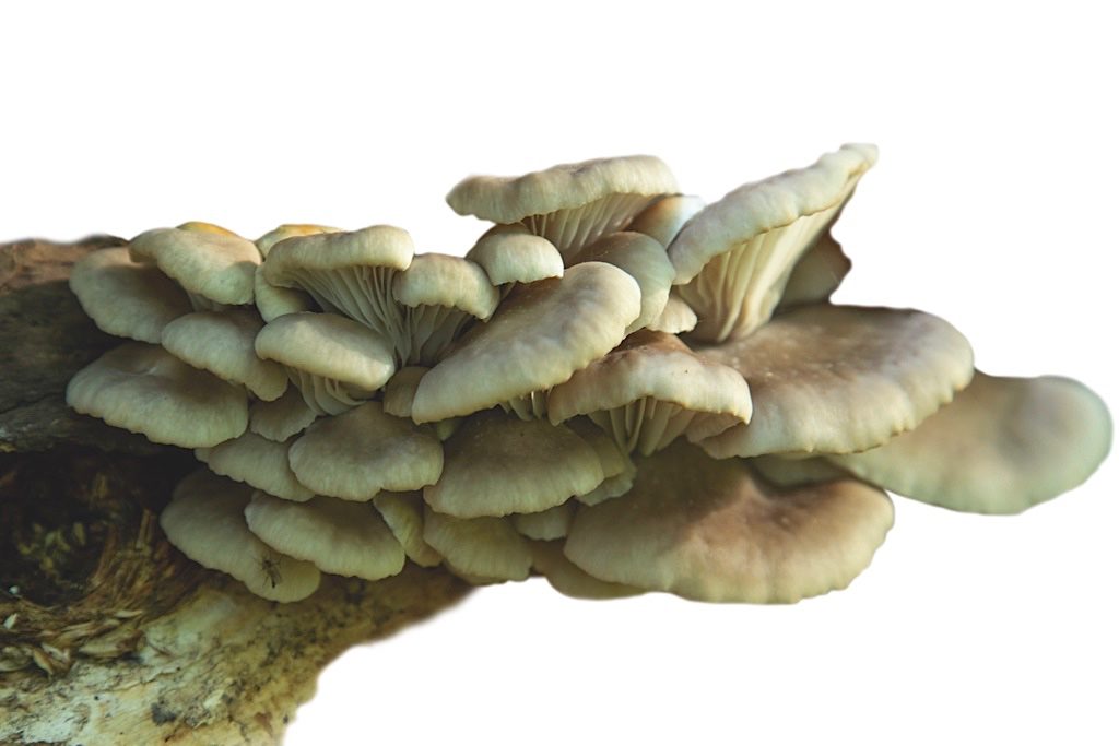 Oyster mushrooms