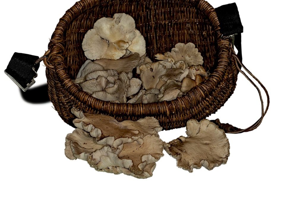 Oyster mushrooms