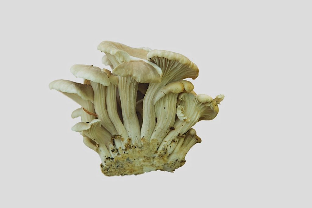 Oyster mushrooms