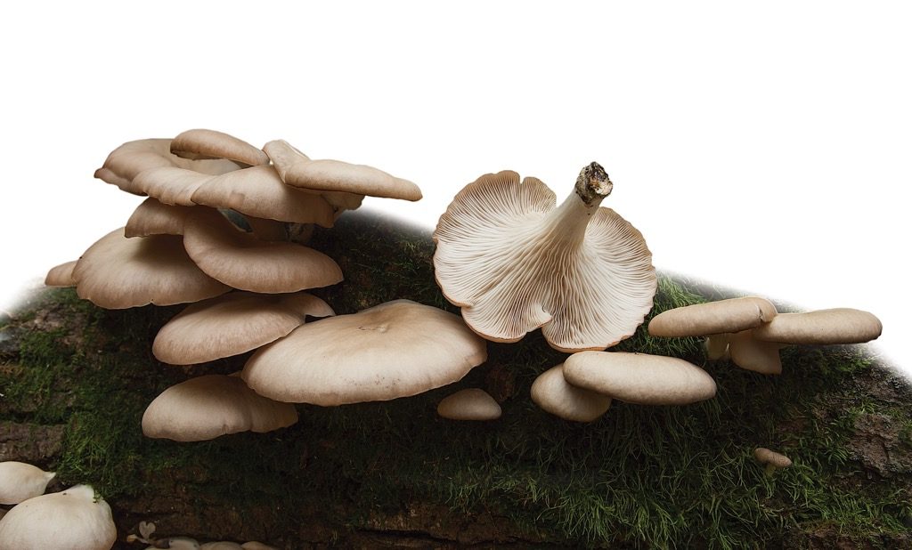 Oyster mushrooms