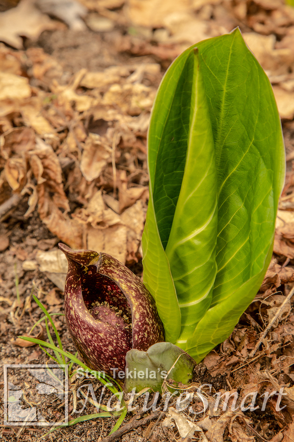 Skunk Cabbage 