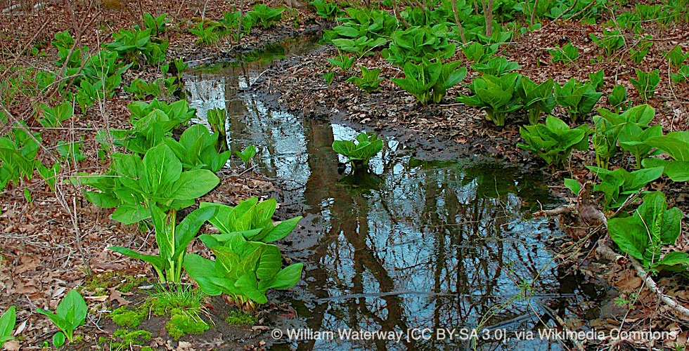 Eastern Skunk Cabbage