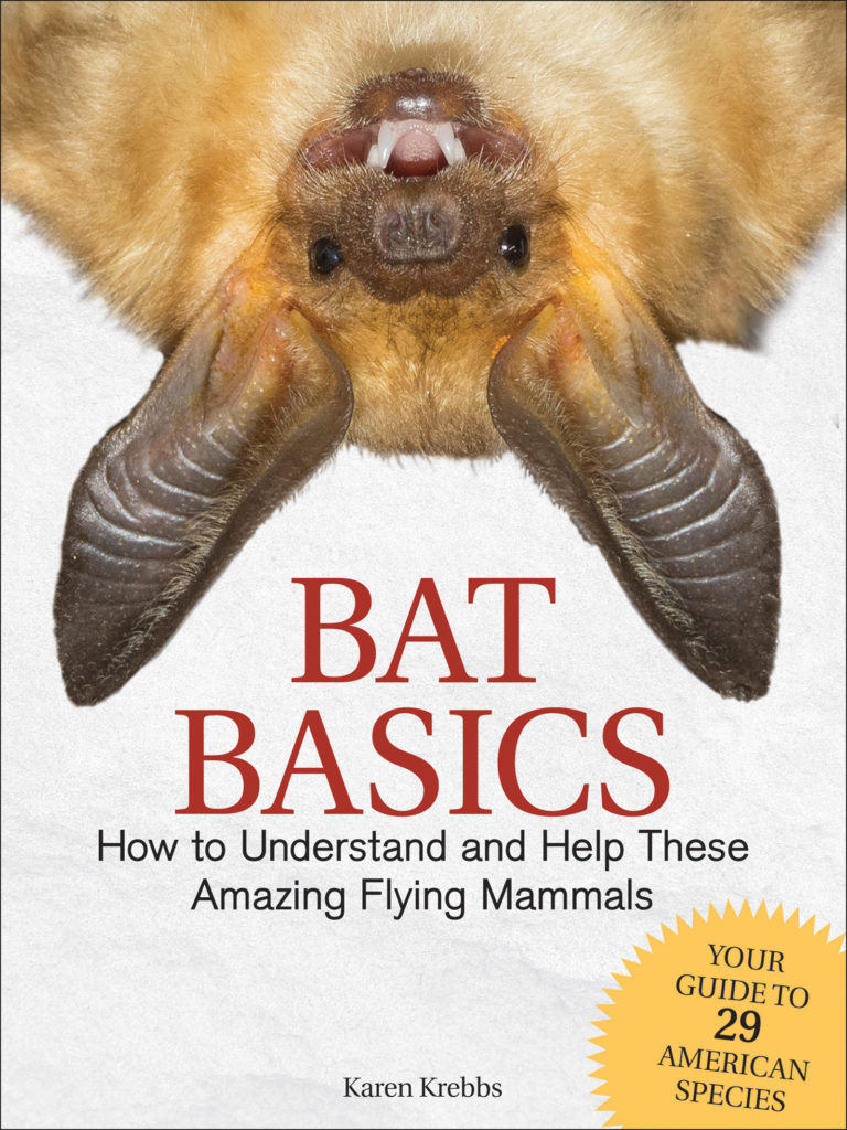 Bat Basics cover