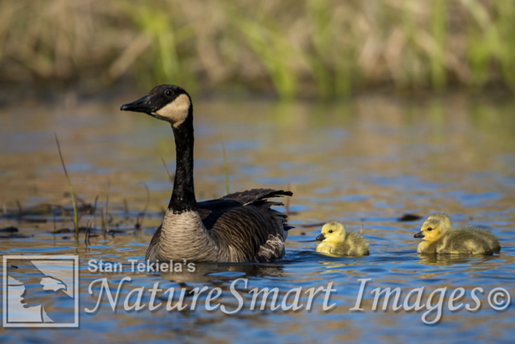 A Tale of a Nest Within a Nest