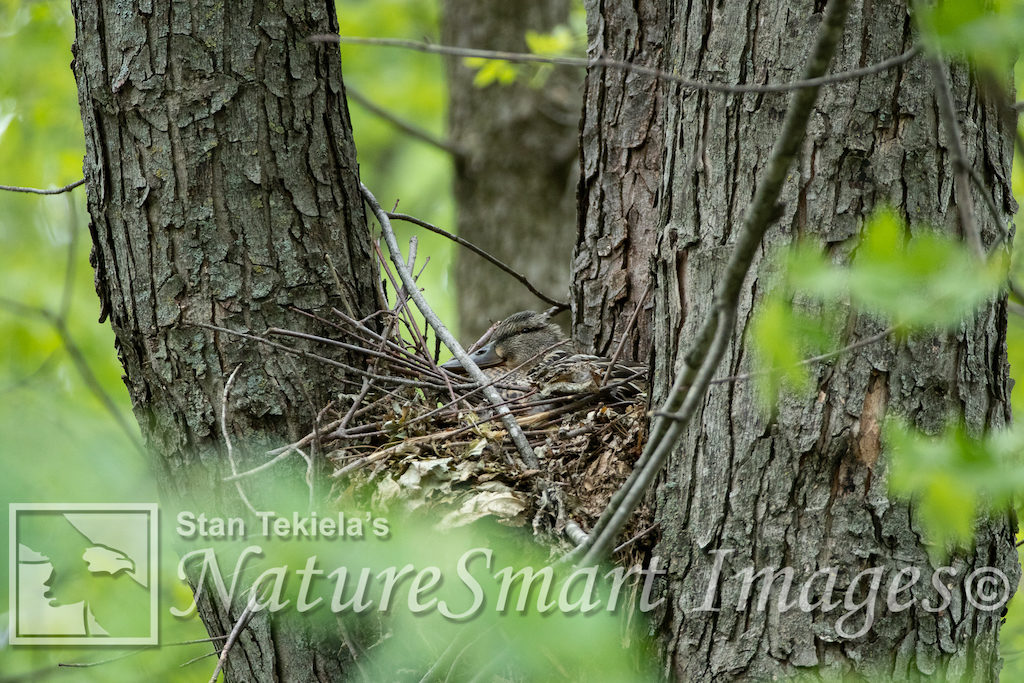 A Tale of a Nest Within a Nest