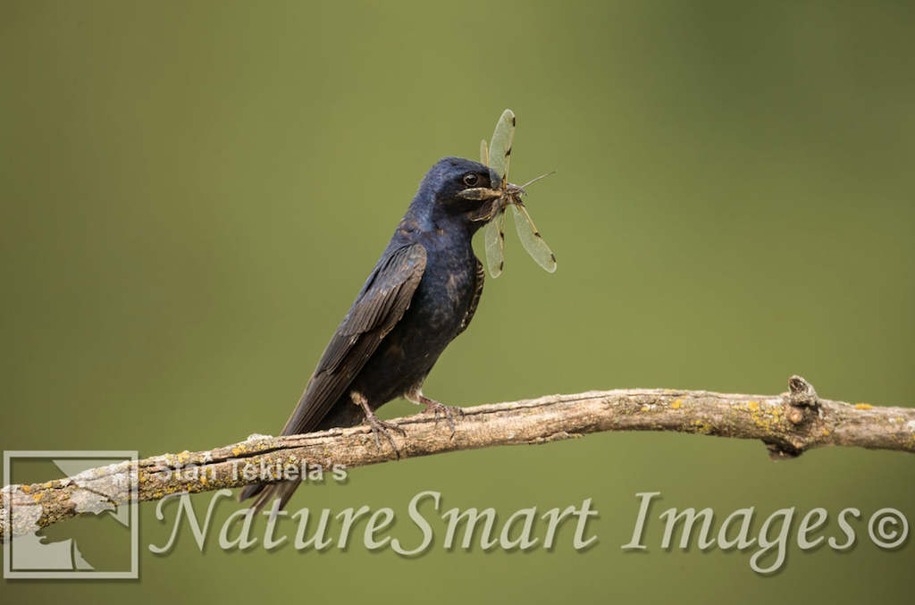 Purple Martin adult