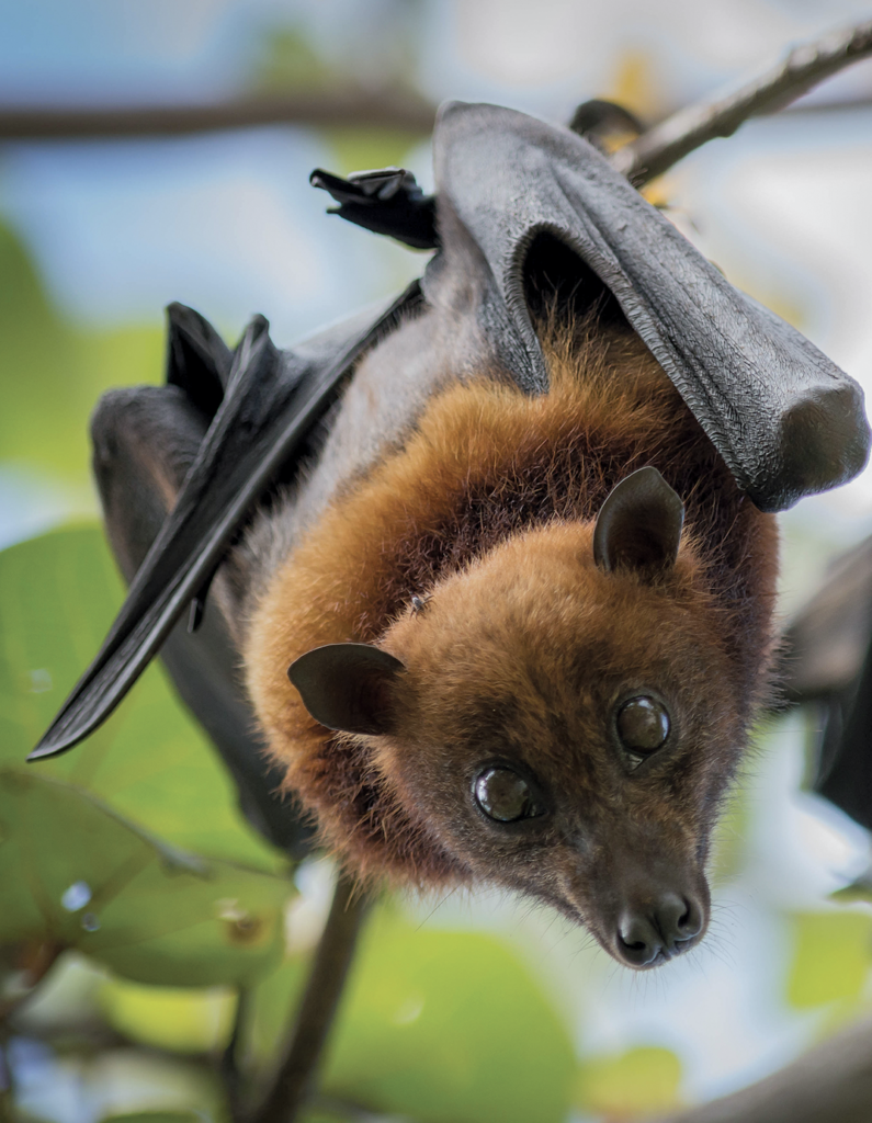 bat myths