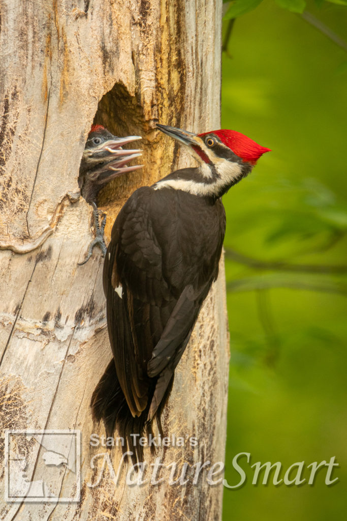 The Pileated Woodpecker