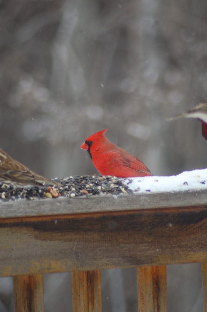 Bird-Watching