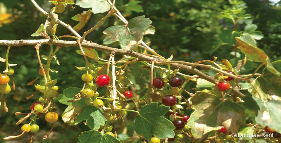 berries banner