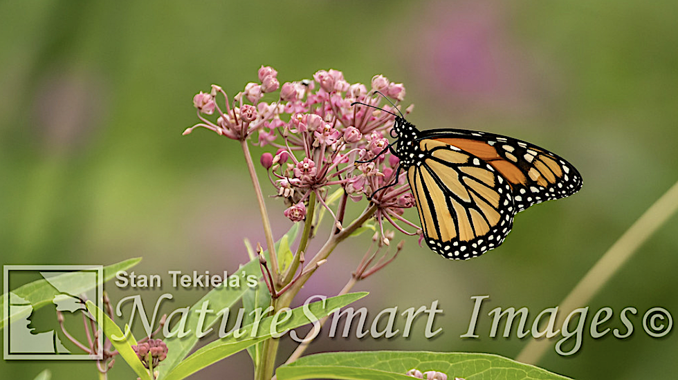 Monarch Butterfly banner