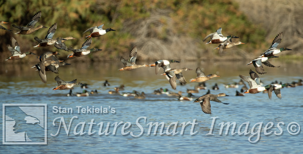 Bird migration