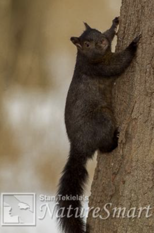 Eastern Gray Squirrel