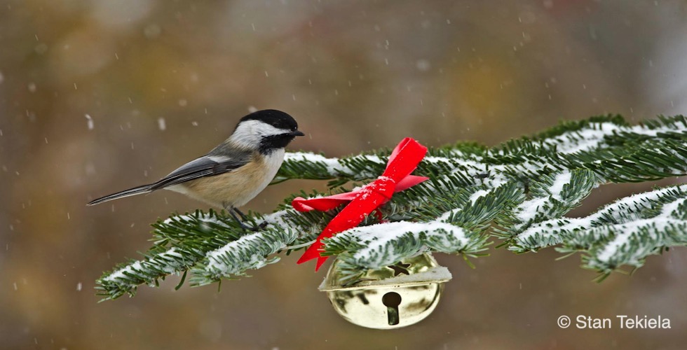 Christmas tree debate