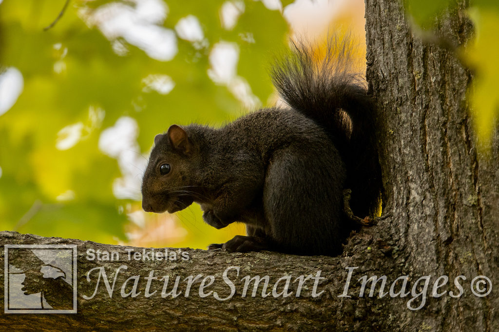 Eastern Gray Squirrel