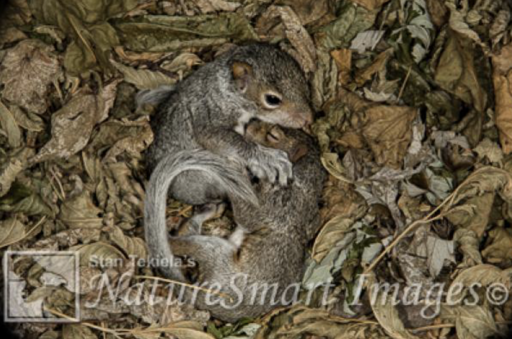 Eastern Gray Squirrel