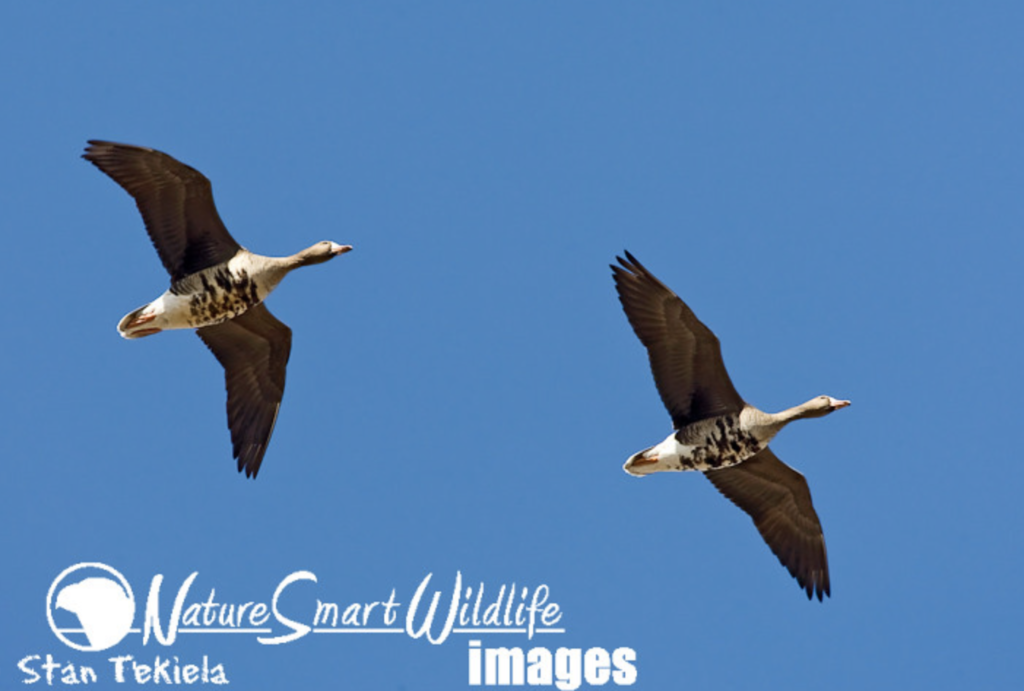 Bird Migration