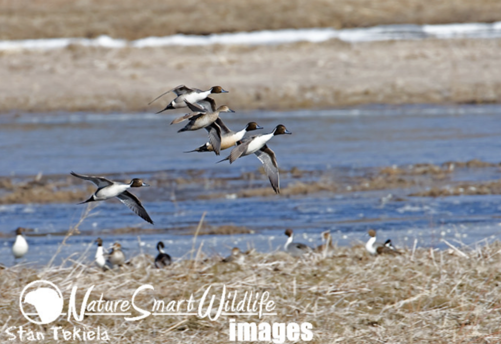 Bird Migration