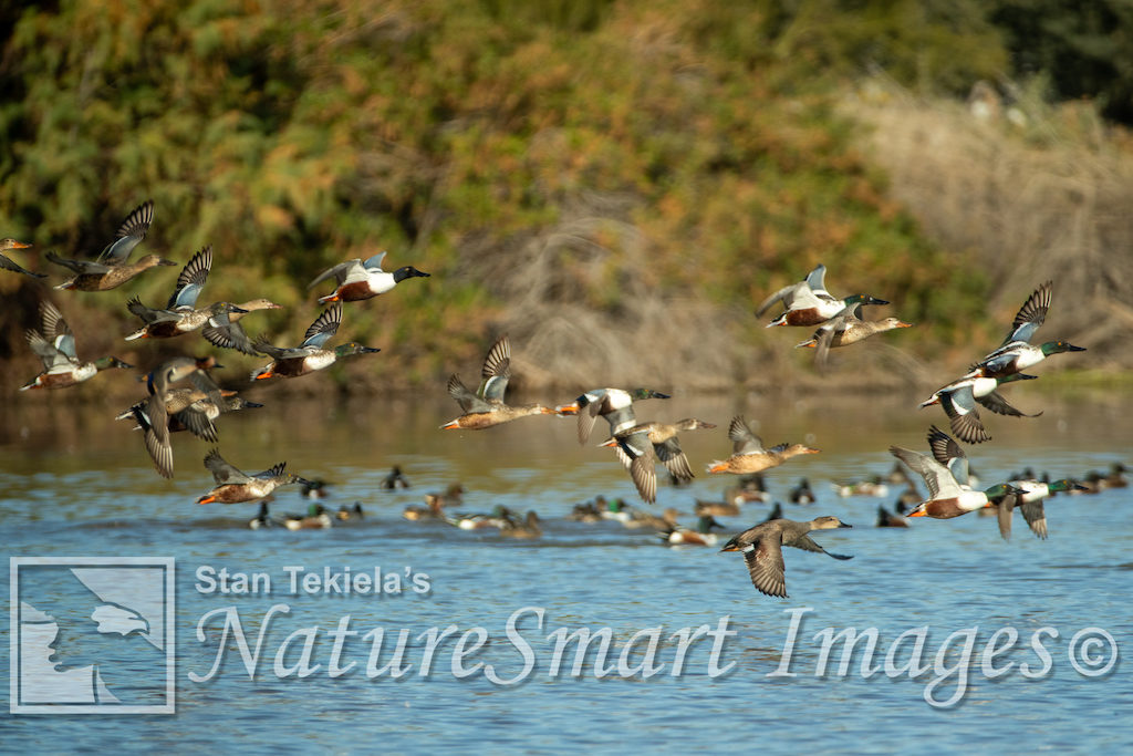 Bird migration