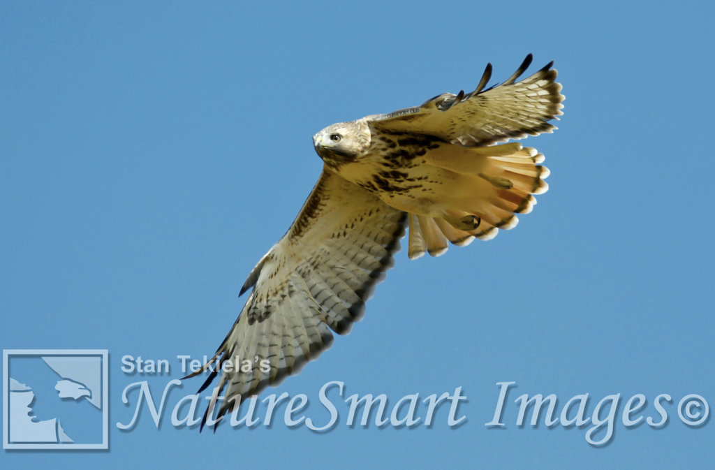 red-tailed hawks