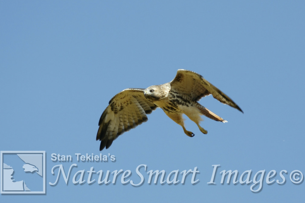 red-tailed hawks