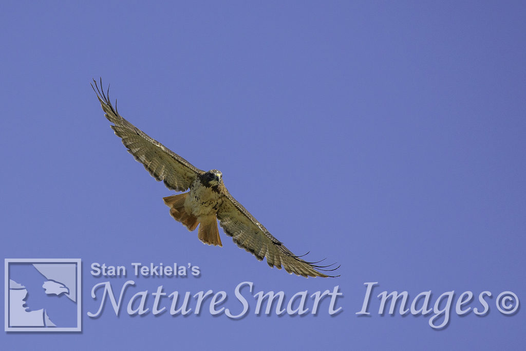 red-tailed hawks